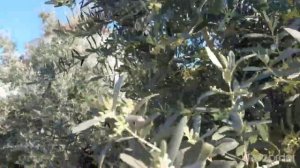 Турция, апрель 2021. Xoria Deluxe 5*. Прогулка в окрестностях отеля.