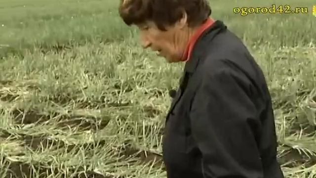 Шалот, старинный и современный лук