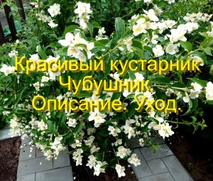 Красивый кустарник чубушник. Описание. Уход.