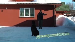 Дрессировка собак. Ротвейлер, Общий курс дрессировки