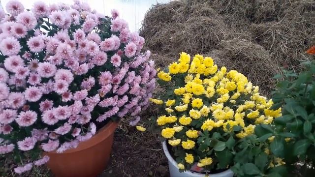 Как сохранить хризантему мультифлора зимой?