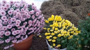 Как сохранить хризантему мультифлора зимой?