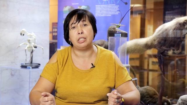 Сколько может пролететь птица? Как птицы ориентируются в полете? Наталья Носова смотреть онлайн