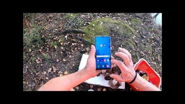 Ежовик Пёстрый смотреть онлайн