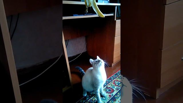 Кот Дизель и банановая кожура смотреть онлайн