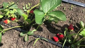 клубника сорт флер