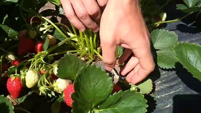 кубника сорт Альба обзор 2018 смотреть онлайн