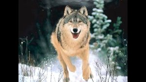 Степной волк  Описание вида, фото