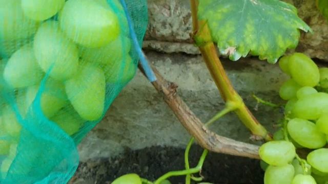 Г.ф. Габриэль смотреть онлайн