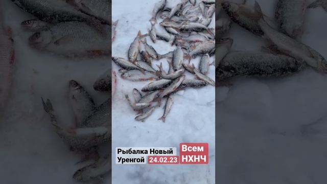 Рыбалка новый Уренгой #лайк #fishing #рыбалка #подписка