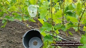 ? Если сделаешь ЭТО в ИЮНЕ, то осенью получишь мощный САЖЕНЕЦ ВИНОГРАДА. Воздушный отводок.