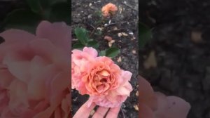 Японская Роза Маррон  Marron #розы #rose #саженцыроз #японскиерозы