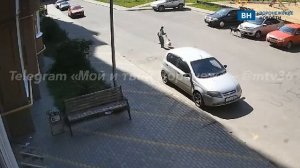 Бездомные собаки напали на девочку в воронежском Шилово