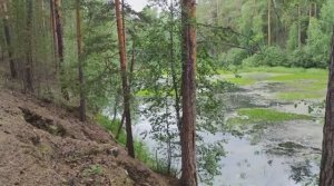 Муж увёз меня в лес свежим воздухом подышать