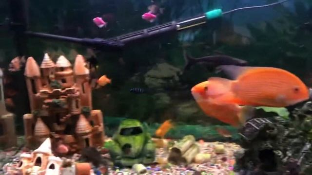 Псевдотрофеус демасони в общем аквариуме. смотреть онлайн