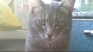 Жестокое убийство кота Марсюши