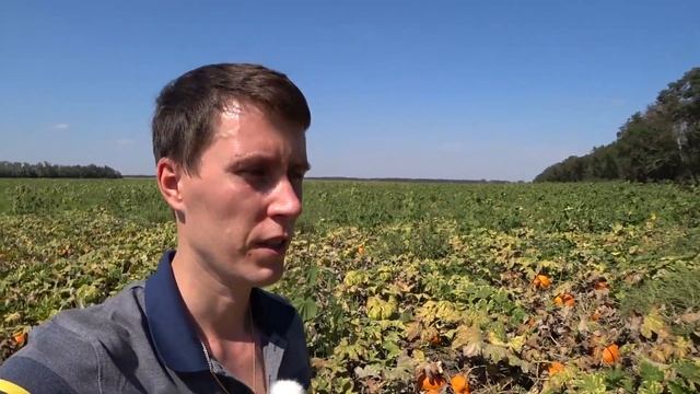 Тыква Ховин F1. Хорошая цена на тыкву! смотреть онлайн