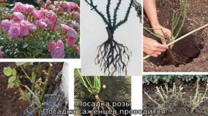 Роза Алнвик роуз