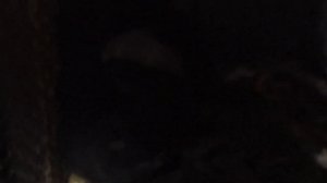 Вольер для нутрий с земляным полом прошел испытания.