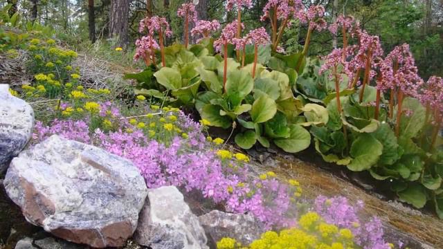 Бадан – Выращивание и уход смотреть онлайн