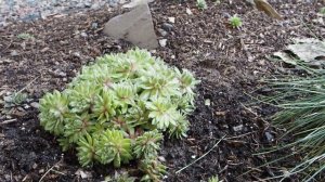 Plant Haul - Succulents & Creeping Phlox for my Rock Garden | Serenity Now Garden