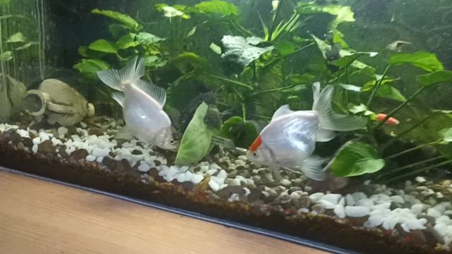 золотые рыбки