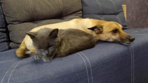 Сонное царство. Кошка и собака греются и спят вместе