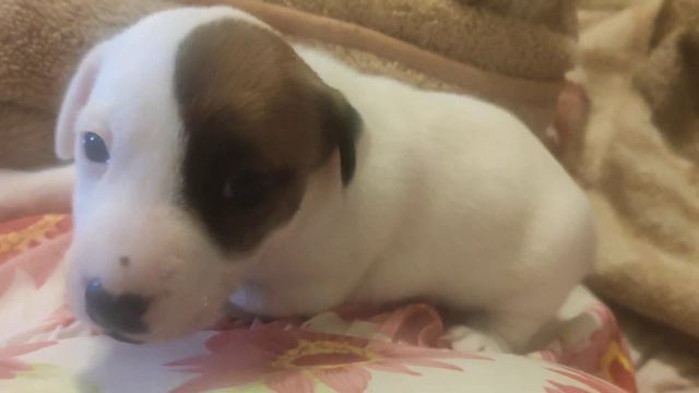 Джек рассел терьер - щенята смотреть онлайн