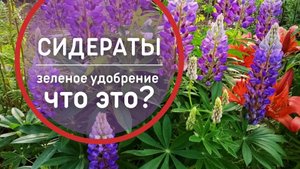 Сидераты - что это и для чего они нужны? А ты знал?