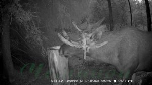 Фотоловушка SEELOCK S308W #1 Солонец №6