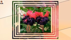 ФУКСИЯ – ЦВЕТОК ЭЛЬФОВ (Fuchsia)