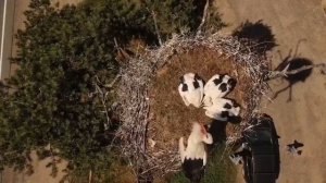 Гнездо аиста с квадрокоптера. Пустошка. Псковская область.