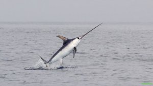 Самые быстрые животные в мире! Топ-10!