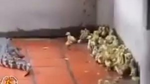 Пожирание бедных цыплят крокодилами(