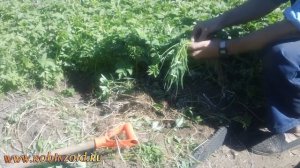 самый страшный сорняк для меня - сныть