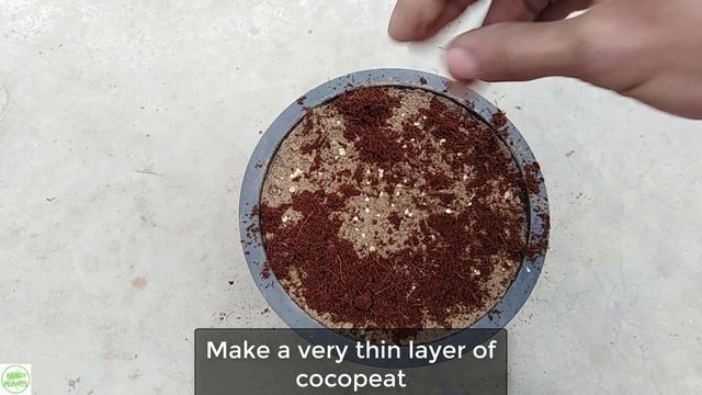 Ranunculus || Grow Ranunculus From Seeds || Buttercup Flowers смотреть онлайн