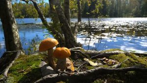 Футажи-Грибы у реки