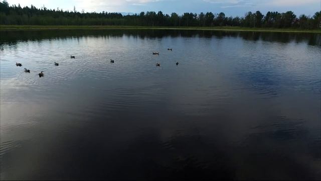 Огарь на озере Малое Бормашевое смотреть онлайн