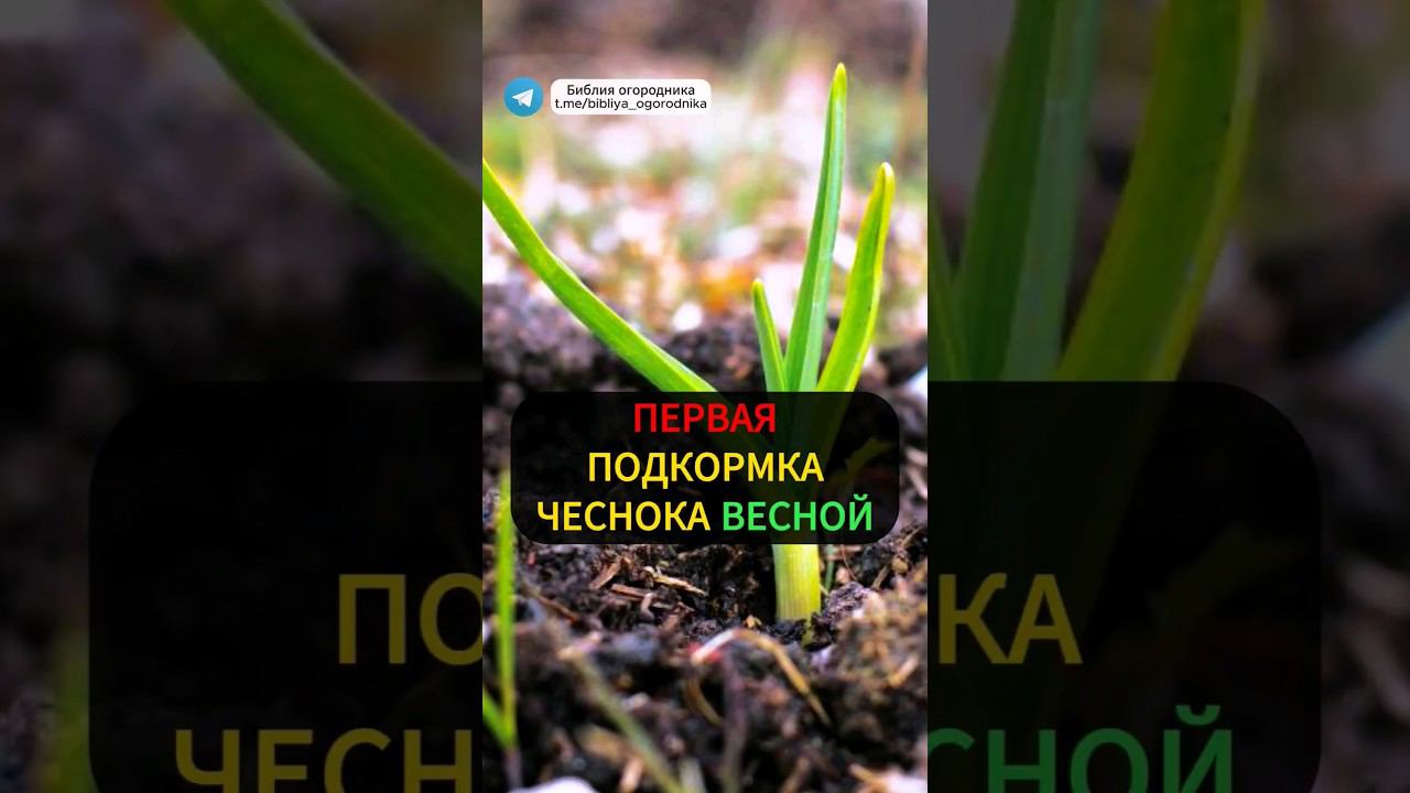 Первая подкормка чеснока весной: самое важное удобрение #огород #чеснок #урожай #садогород #рассада