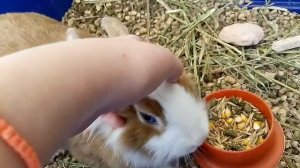 Кролики. Как ухаживать за кроликами