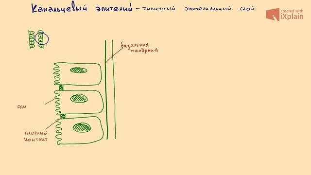 2 Общие механизмы работы почек