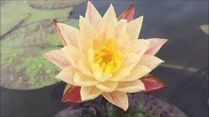 Нимфея Paranee (Парани) кувшинка, waterlily, водные растения, пруд