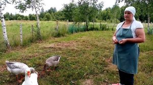 Выгодно ли держать гусей. Какие породы я держу.