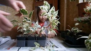 Бонсай из фикуса Бенджамина "Старлайт" своими руками