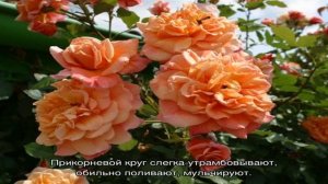 Роза Алоха (Aloha)