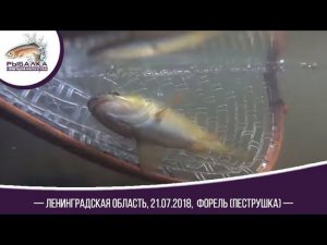 Рыбалка Форель Пеструшка 21 07 2018 г. Ленинградская область