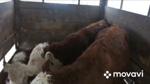 Город баксан скотный рынок КБР