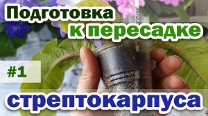 СУБСТРАТ, грунт ДЛЯ СТРЕПТОКАРПУСА. Что надо для пересадки. #1