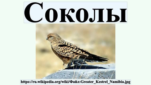Соколы