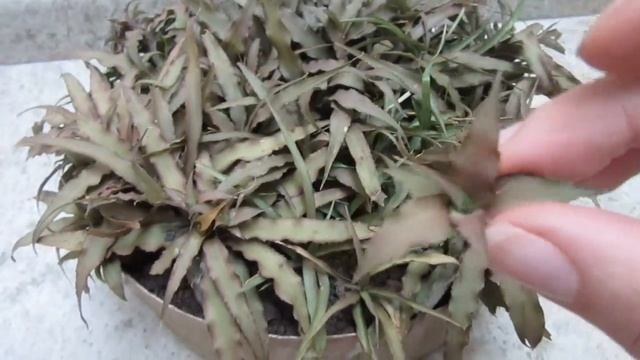 #Suculentadodia! | Crypthanthus Acaulis смотреть онлайн